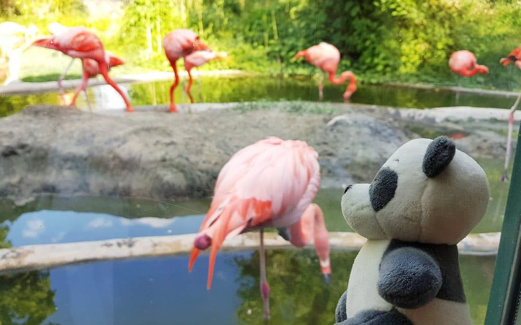 Flamingos at Zoo Vienna, Austria