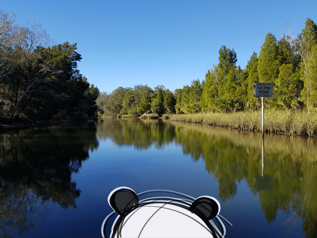 Mister Wong, snorkelling with manatees in Crystal River, Florida.