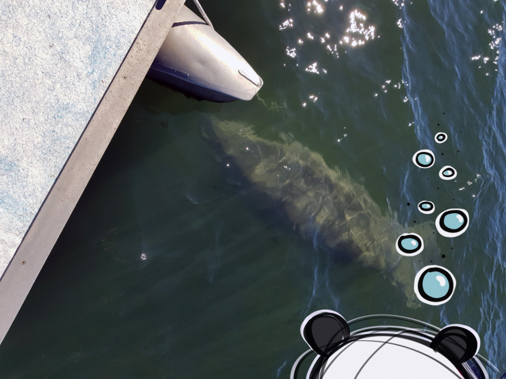 Mister Wong, snorkelling with manatees in Crystal River, Florida.