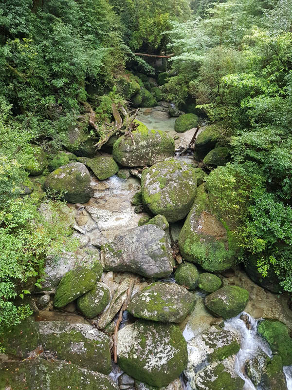 Old Japanese cedar trees, Yakusugi, in Yakushima Island National Park, Kyushu, Kagoshima, Japan